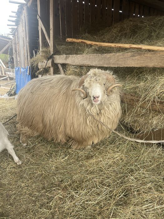 Vand berbec pentru detali sunati la numarul de telefon
