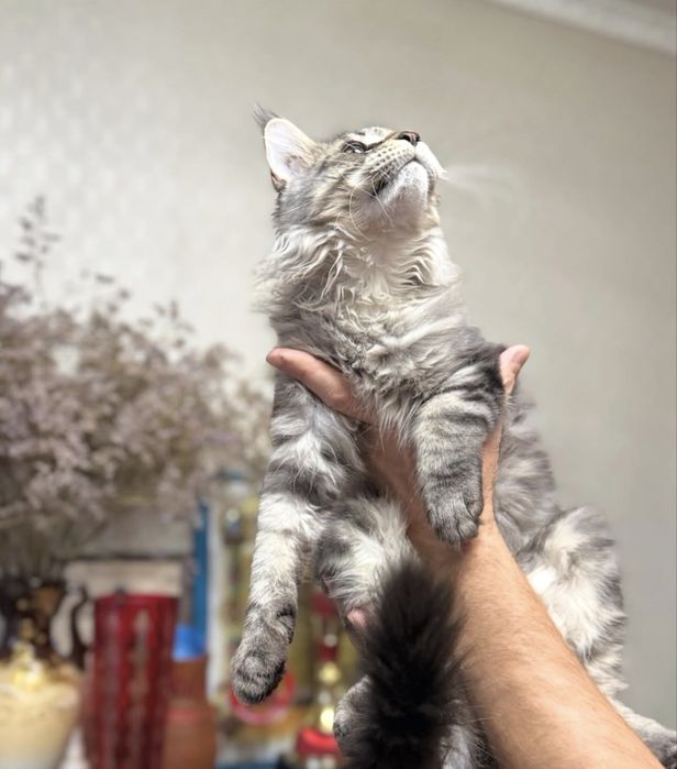 Рысь мейн-кун гигант 2 мес