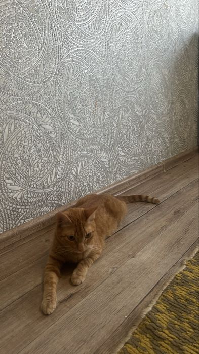 Отдам кошку в добрые руки