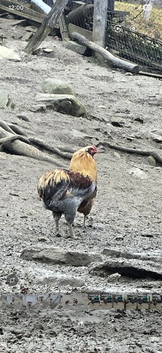 Oua Araucana pentru incubat sau consum