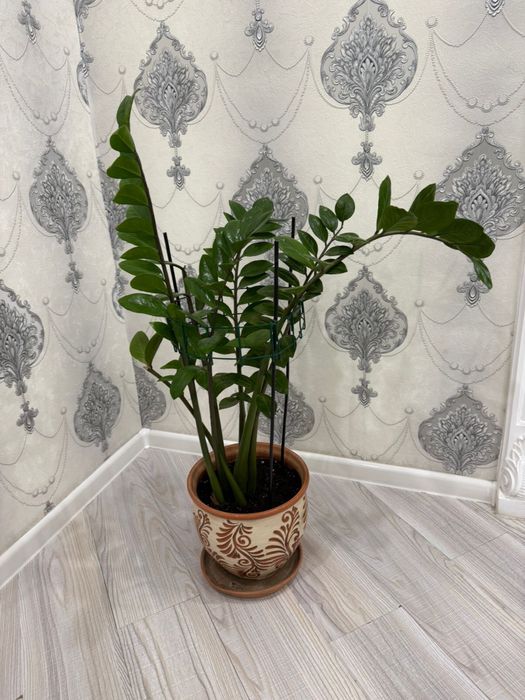 Продам комнатные цветы