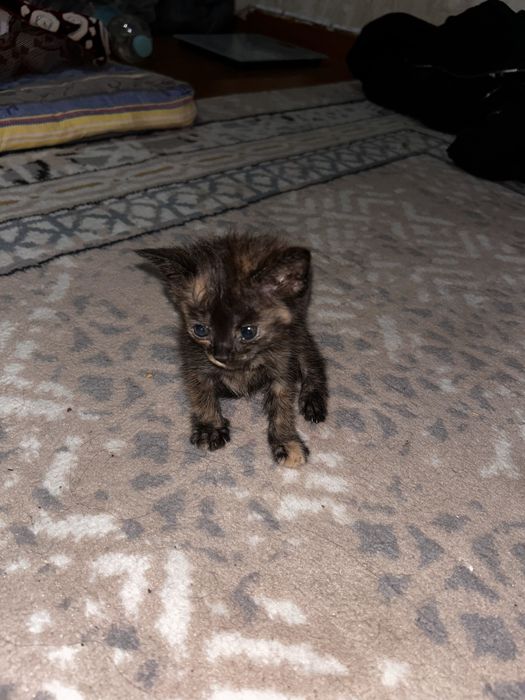 Отдам котенка в хорошие руки очень срочно