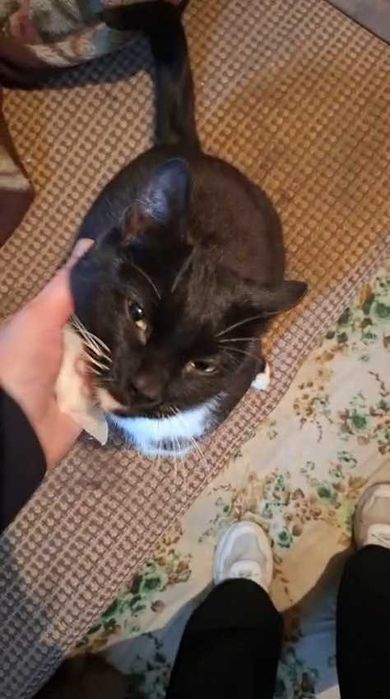 Коту нужен дом! Срочно!