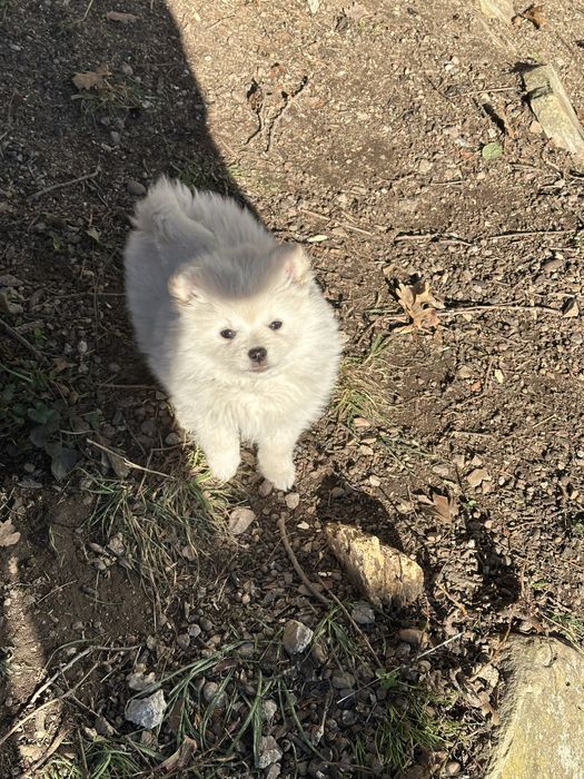 Женско кученце померан-шпиц