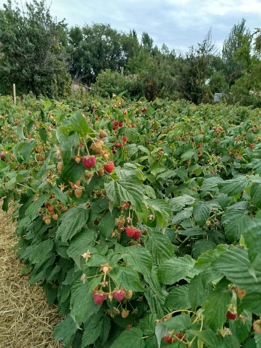Продам саженцы ремонтантной малины