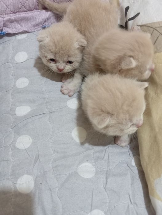 Shotlandiya mushuklar sotiladi