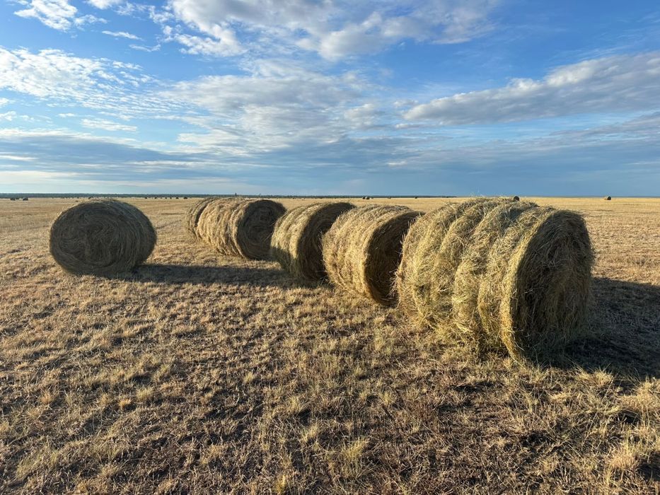 Продам сено в рулонах
