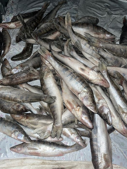 Свежий атырауский судак