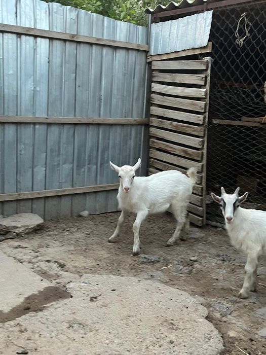 Теке лақтар сатылады