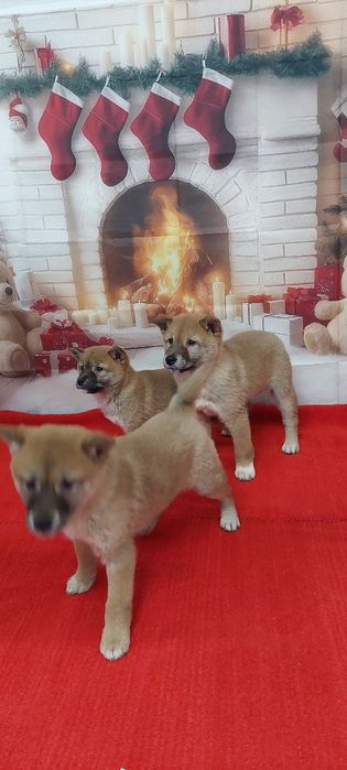 Шиба Ину Shiba inu