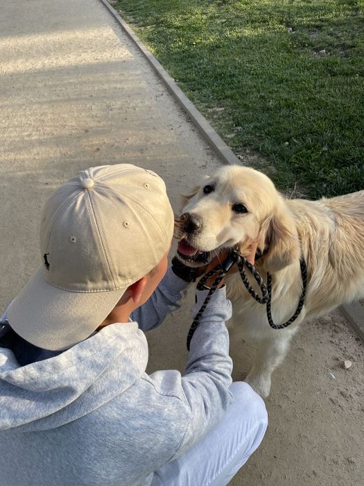 Plimb & îngrijesc câini București|Servicii premium|Încredere totală