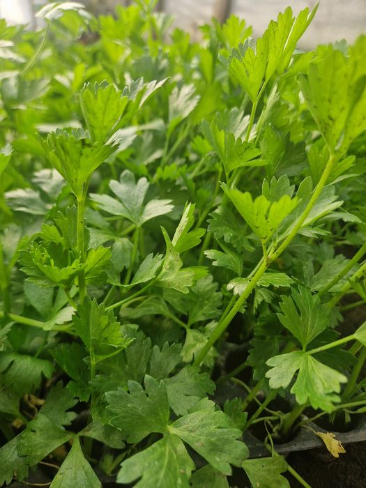 Vand rasad de telina