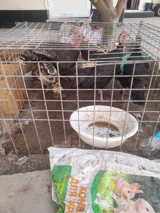 Urg'ochi kurkala sotladi