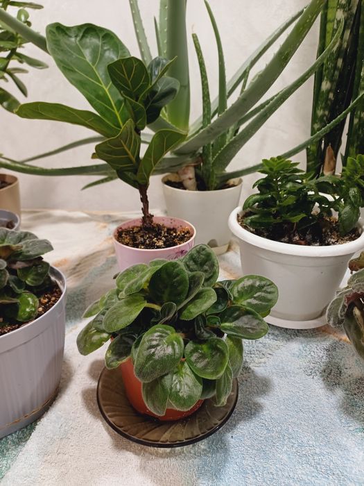 Продам домашние цветы