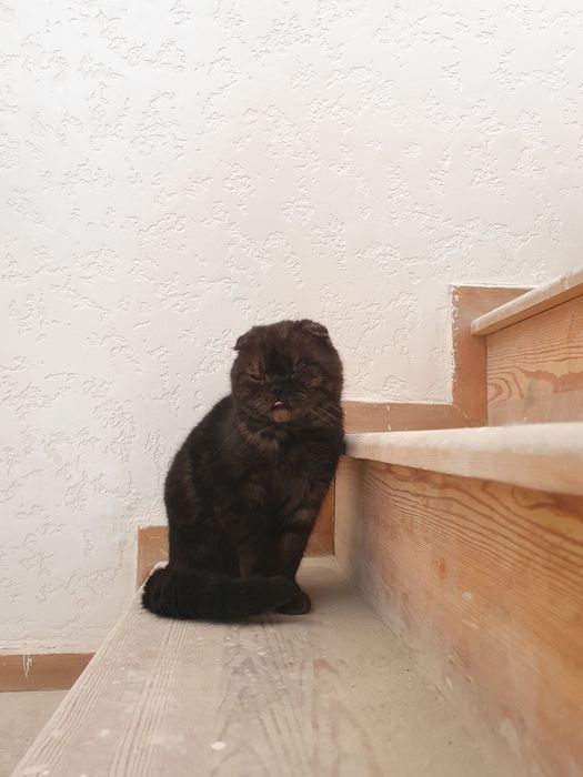 Мушук сотилади 600минг