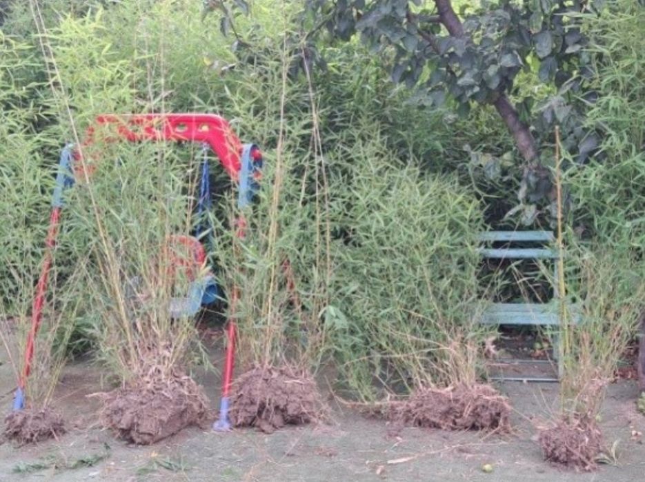 Bambus   Phyllostachys Aureosulcata , aclimatizat in Rom