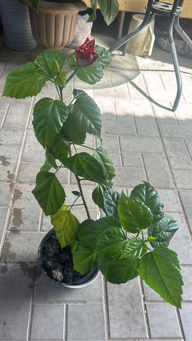 Цветы в ассортименте