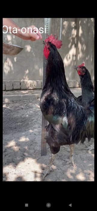 Shu ota onasi hozir bolalar huddi shunaqa balandlida