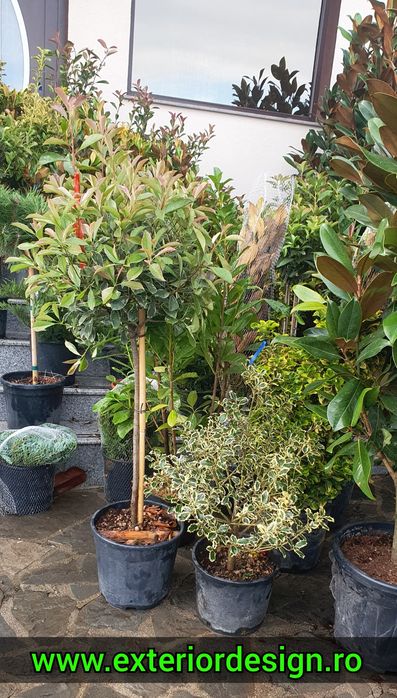salcie japoneza - Plante si seminte - anunțuri online | OLX.ro