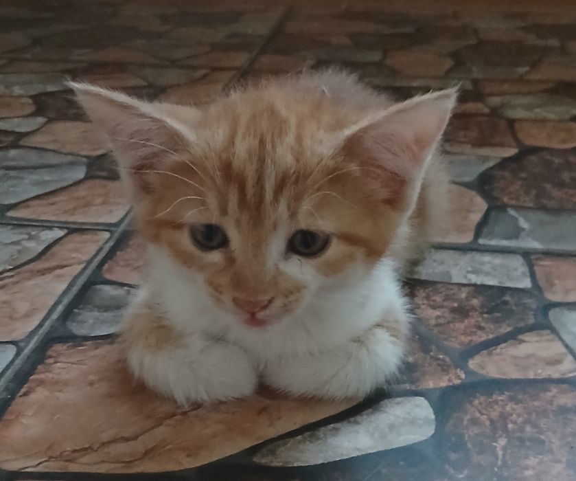 Отдам котика-мальчика