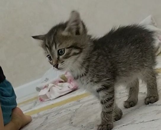 Отдам котенок в хорошие руки