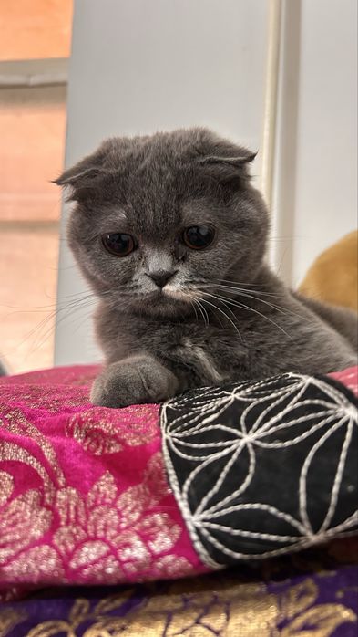 Кошка срочна сотилади