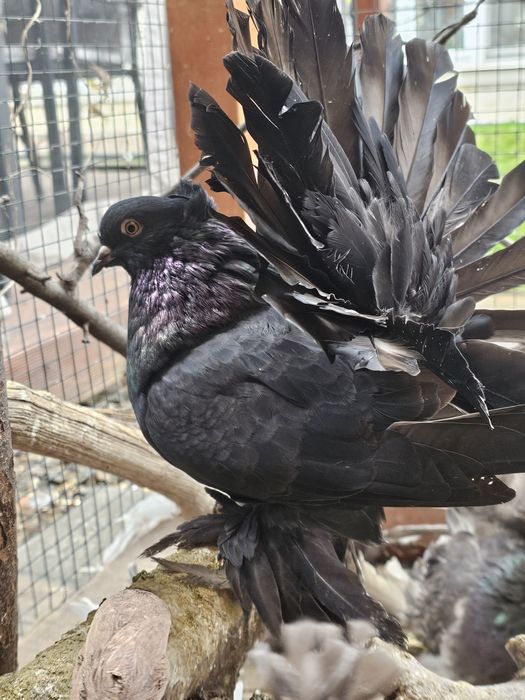 Porumbei voltat Indian