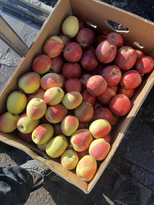 Американка. Апорт алматиский - Груша талгарка