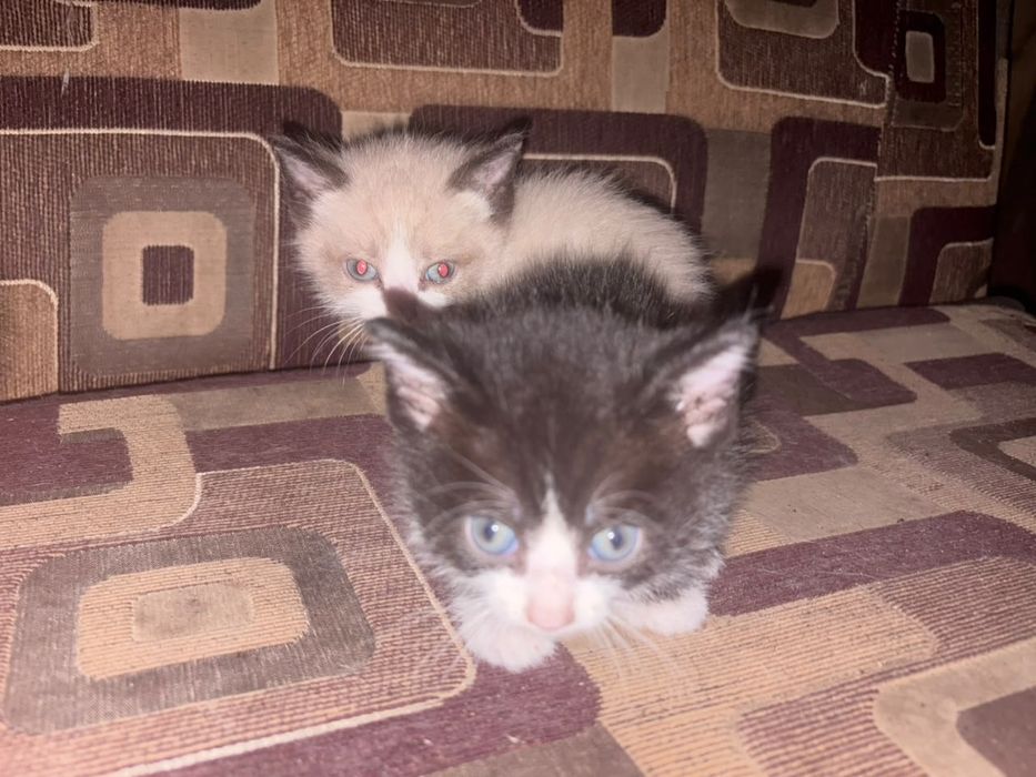 Отдам котят милых