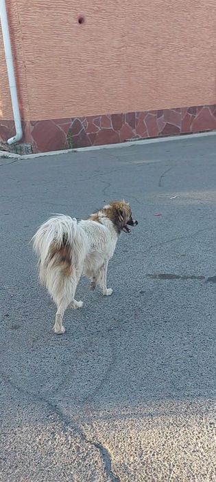 Пропала собака кабель крупный белый