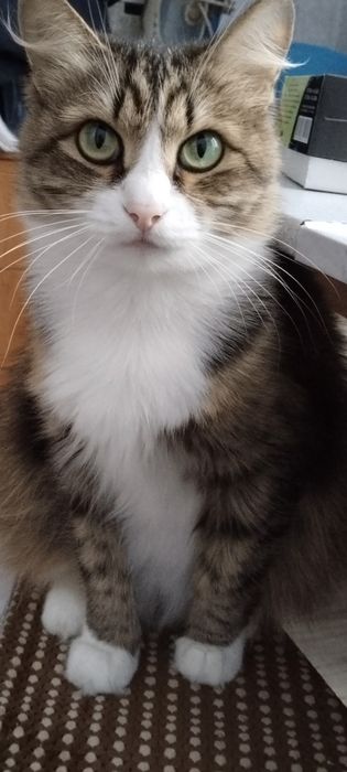 Потерялась кошка