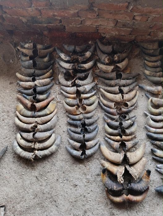 Рога от крави за маски