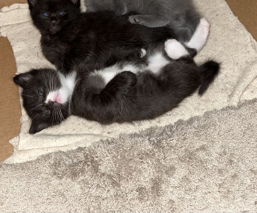 отдам котят 1 месяц