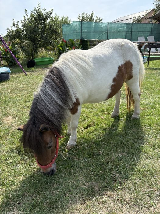Vând Poneiță Shetland
