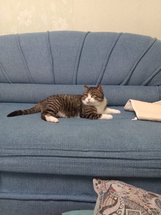 Ищем дом для котика