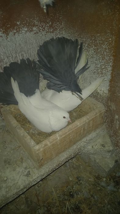 Голуби павлины кептер