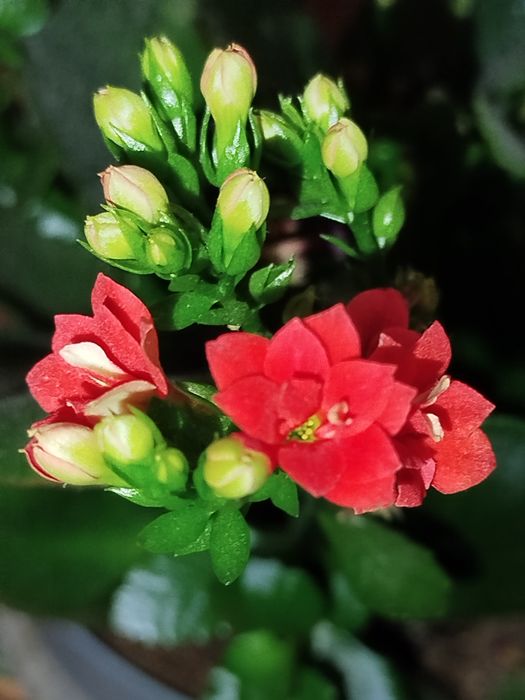 Растение - каланхоэ цветущий