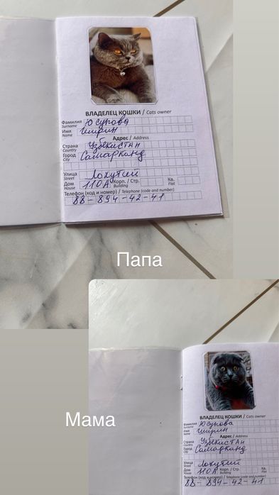 Скотиш Фолд котята