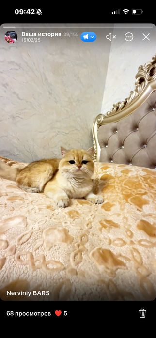 Zolotoy shinshila vyaska