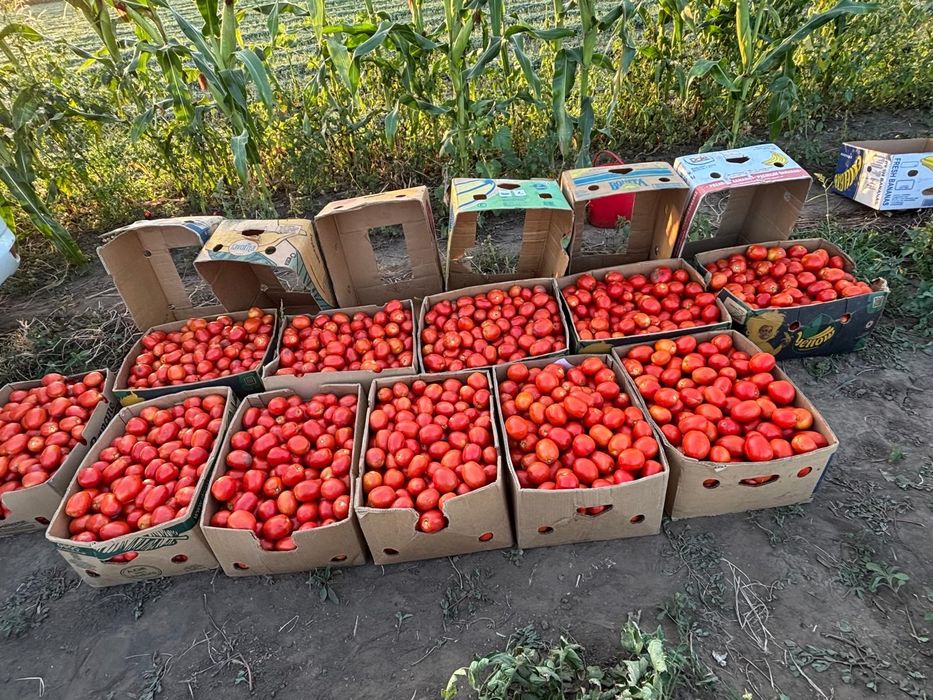 Rosii riogrande pentru suc de rosii