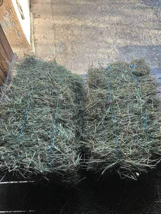 De vânzare baloți de lucernă