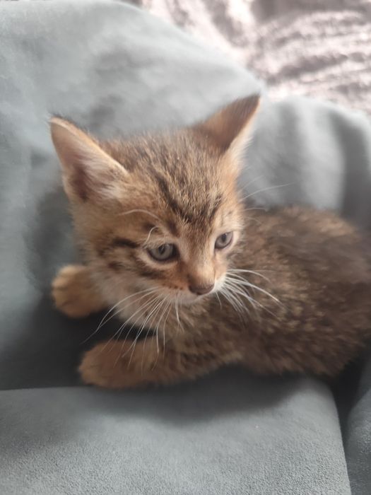 Отдам домашних котят