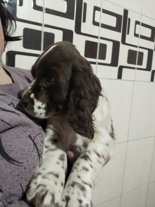 Щенки русского спаниеля!