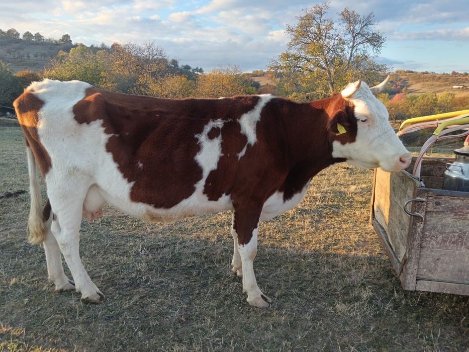 Vaca bălțată românească de vânzare
