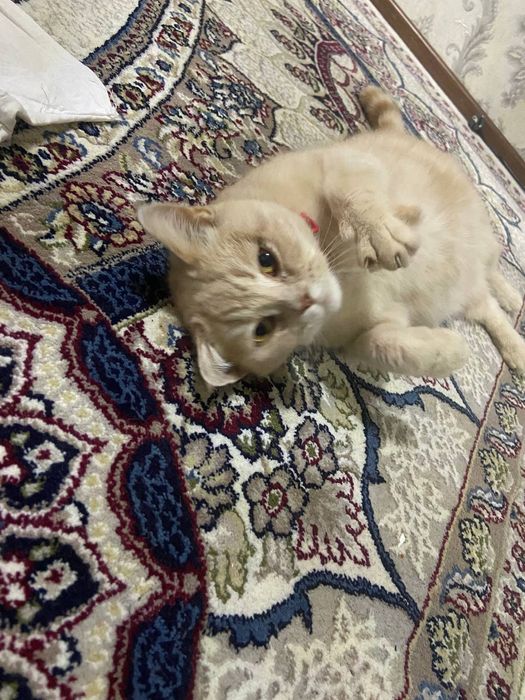 Кошка короткошерстная британка