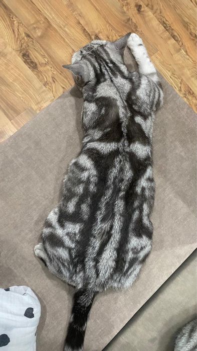Отдам кота в добрые руки
