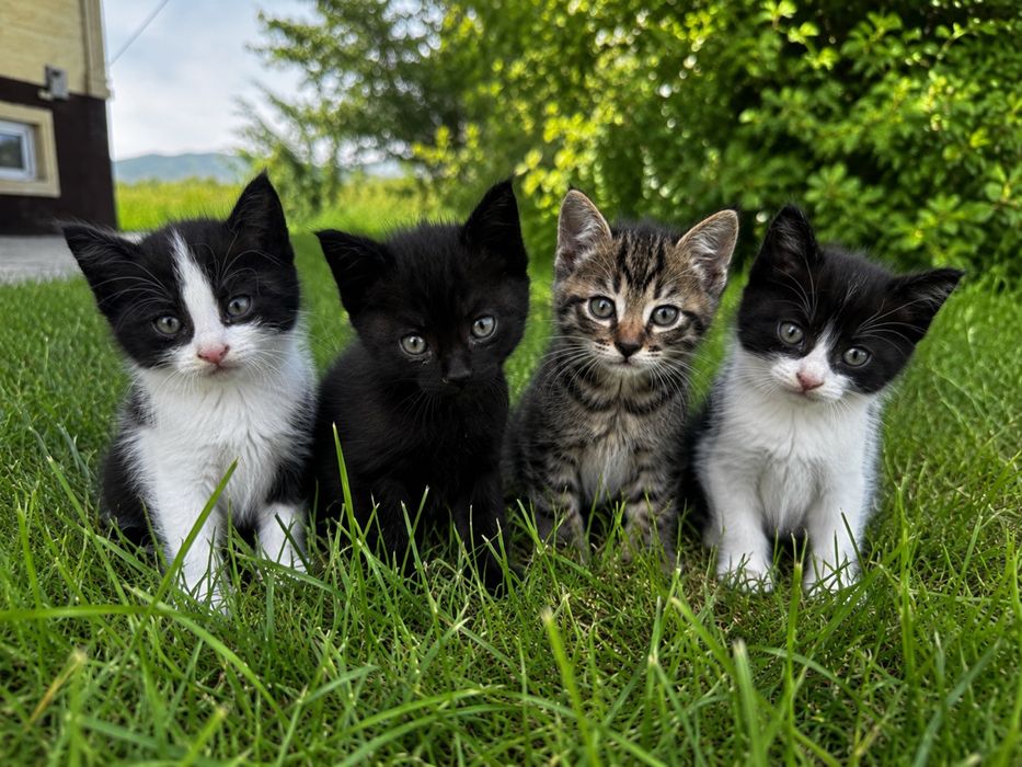 Котята Жандосово