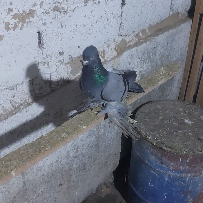 Сизи самка гребля тяга игра