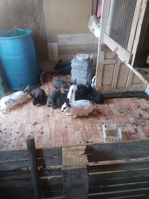 Продам  кролиуов