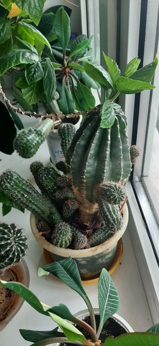 Комнатные растения